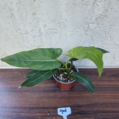 #901 Philodendron Maximum