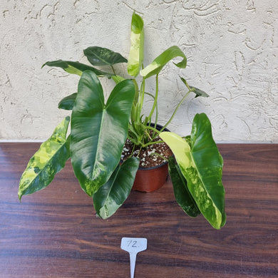 #72 Variegated Philodendron Burle Marx
