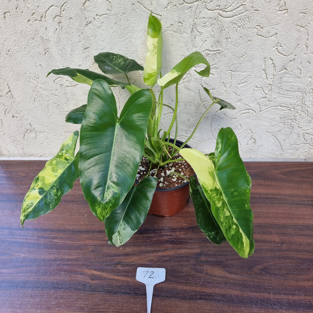 #72 Variegated Philodendron Burle Marx