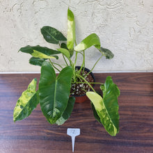 Load image into Gallery viewer, #72 Variegated Philodendron Burle Marx
