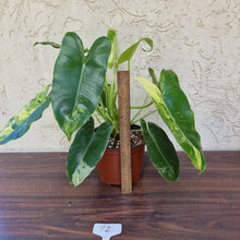 Load image into Gallery viewer, #72 Variegated Philodendron Burle Marx