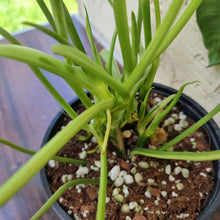 Load image into Gallery viewer, #72 Variegated Philodendron Burle Marx