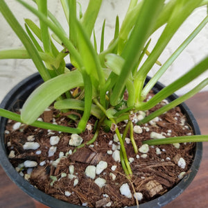 #72 Variegated Philodendron Burle Marx