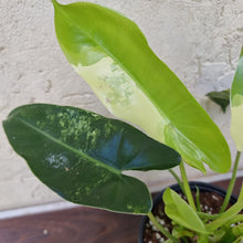 Load image into Gallery viewer, #72 Variegated Philodendron Burle Marx