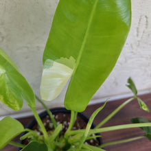 Load image into Gallery viewer, #72 Variegated Philodendron Burle Marx