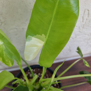 #72 Variegated Philodendron Burle Marx