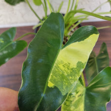 Load image into Gallery viewer, #72 Variegated Philodendron Burle Marx