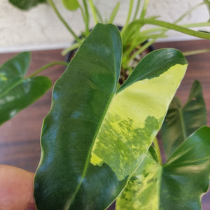 #72 Variegated Philodendron Burle Marx
