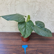 Load image into Gallery viewer, #205 Large Philodendron Sodiroi