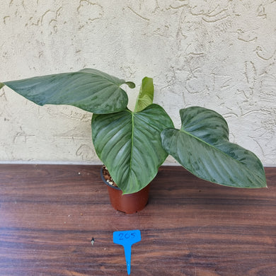 #205 Large Philodendron Sodiroi
