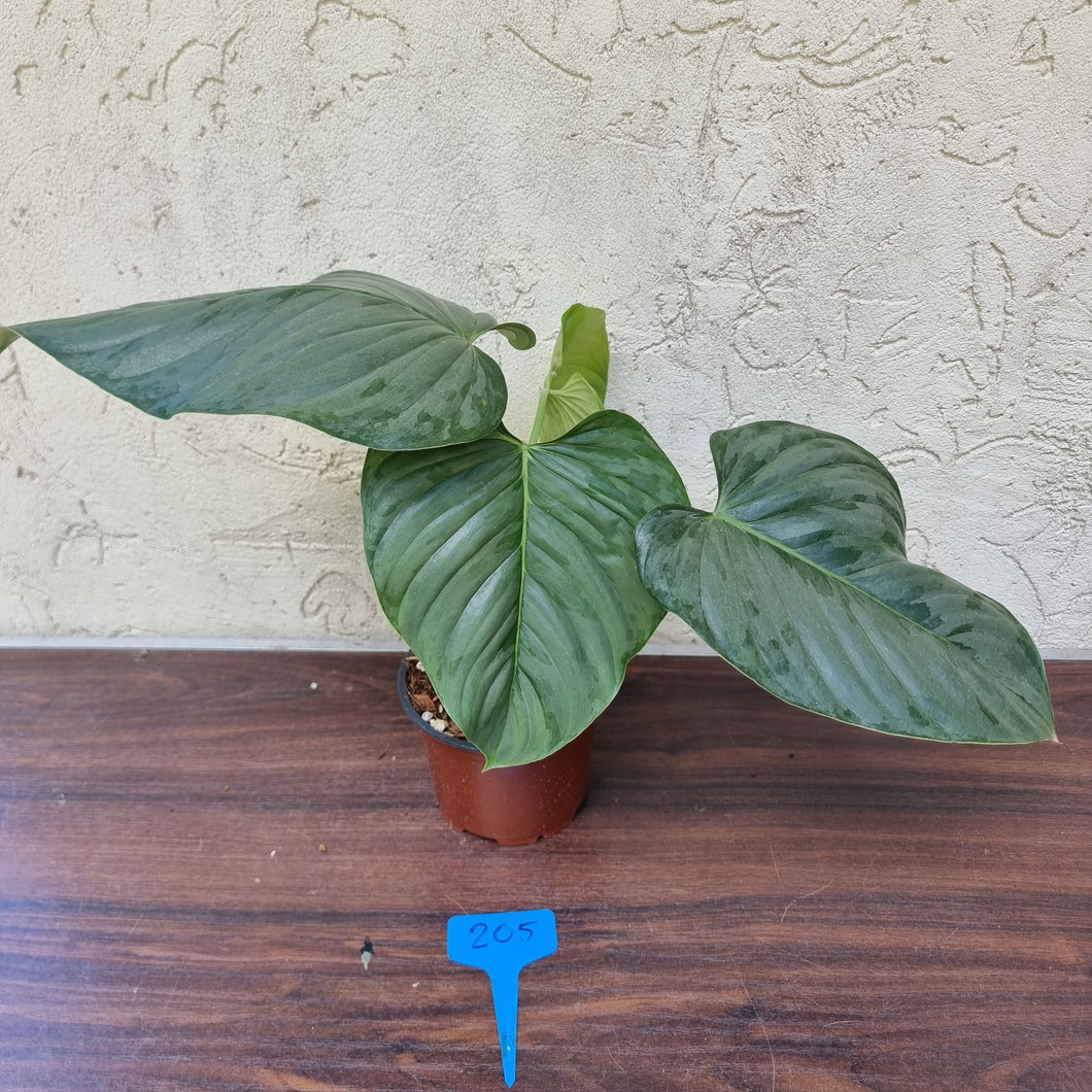 #205 Large Philodendron Sodiroi