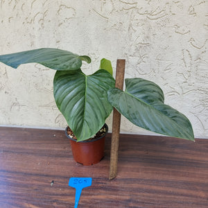 #205 Large Philodendron Sodiroi