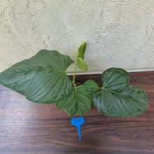 Load image into Gallery viewer, #205 Large Philodendron Sodiroi