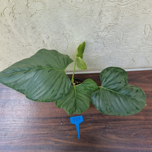 #205 Large Philodendron Sodiroi