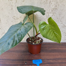 Load image into Gallery viewer, #205 Large Philodendron Sodiroi