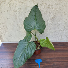 Load image into Gallery viewer, #205 Large Philodendron Sodiroi
