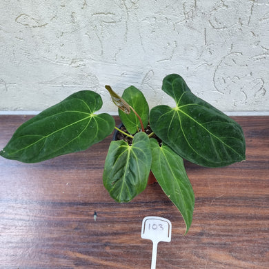 #103 Anthurium Papillilaminum x