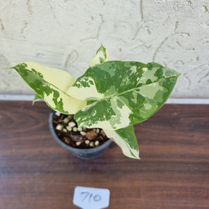 #710 Variegated Alocasia Macrorrhiza