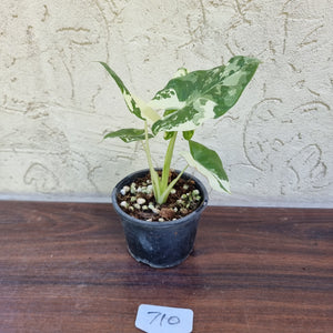 #710 Variegated Alocasia Macrorrhiza
