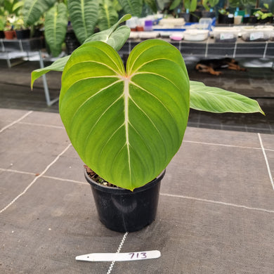 #713 Philodendron Gloriosum