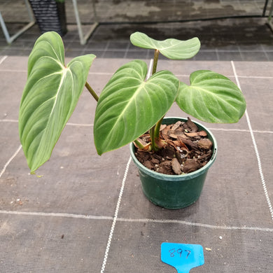 #897 Philodendron Gloriosum