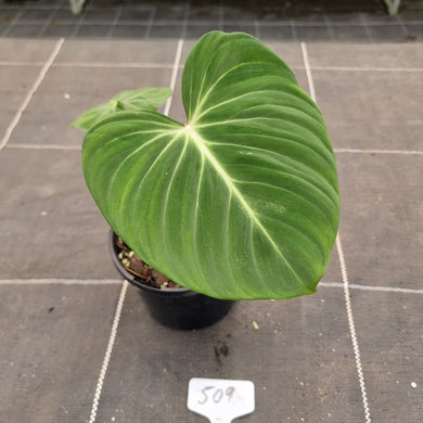 #509 Philodendron Gloriosum