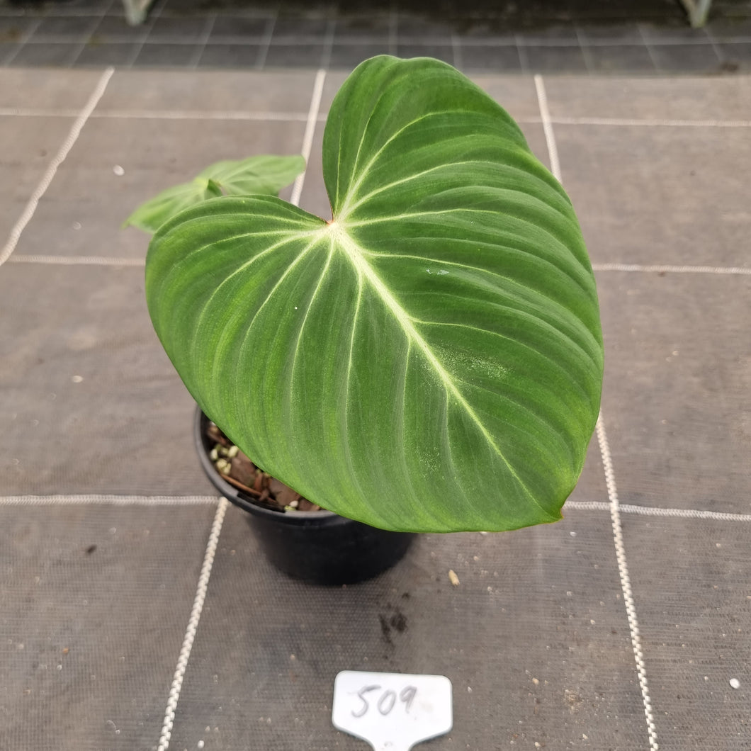 #509 Philodendron Gloriosum
