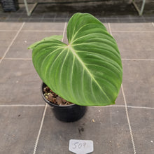 Load image into Gallery viewer, #509 Philodendron Gloriosum