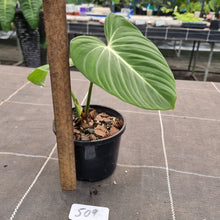 Load image into Gallery viewer, #509 Philodendron Gloriosum