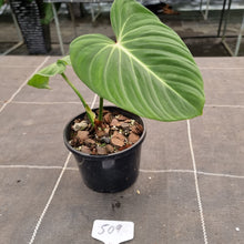 Load image into Gallery viewer, #509 Philodendron Gloriosum