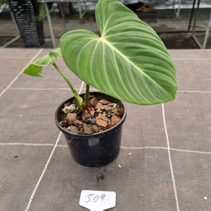 #509 Philodendron Gloriosum