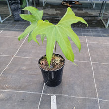 Load image into Gallery viewer, #1 Anthurium Pedatoradiatum