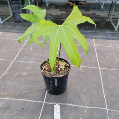 #1 Anthurium Pedatoradiatum