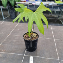 Load image into Gallery viewer, #1 Anthurium Pedatoradiatum