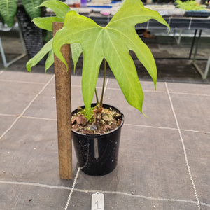 #1 Anthurium Pedatoradiatum