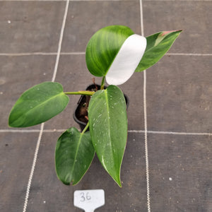 #36 Philodendron White Princess