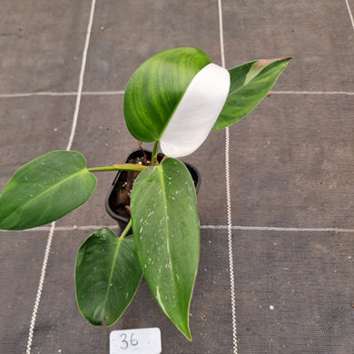 #36 Philodendron White Princess