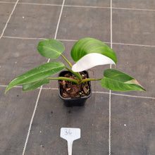 Load image into Gallery viewer, #36 Philodendron White Princess