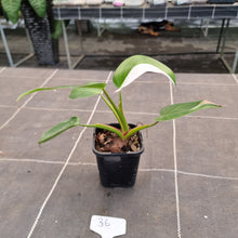 Load image into Gallery viewer, #36 Philodendron White Princess