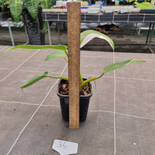Load image into Gallery viewer, #36 Philodendron White Princess
