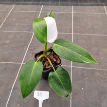 Load image into Gallery viewer, #36 Philodendron White Princess