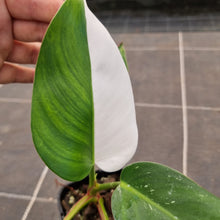 Load image into Gallery viewer, #36 Philodendron White Princess