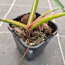 Load image into Gallery viewer, #36 Philodendron White Princess