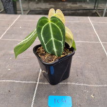 Load image into Gallery viewer, #104 Dark Anthurium Crystallinum x