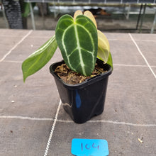 Load image into Gallery viewer, #104 Dark Anthurium Crystallinum x