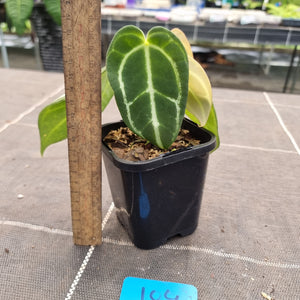 #104 Dark Anthurium Crystallinum x