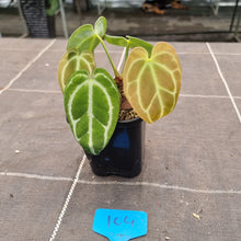 Load image into Gallery viewer, #104 Dark Anthurium Crystallinum x