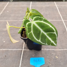 Load image into Gallery viewer, #104 Dark Anthurium Crystallinum x