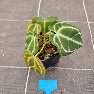 #104 Dark Anthurium Crystallinum x