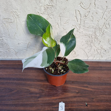#3 Philodendron White Knight